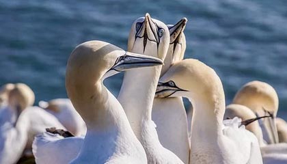 皇马主场负于谢里夫，晋级意外受阻